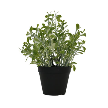 Potted Golden Sage Bush flower systems