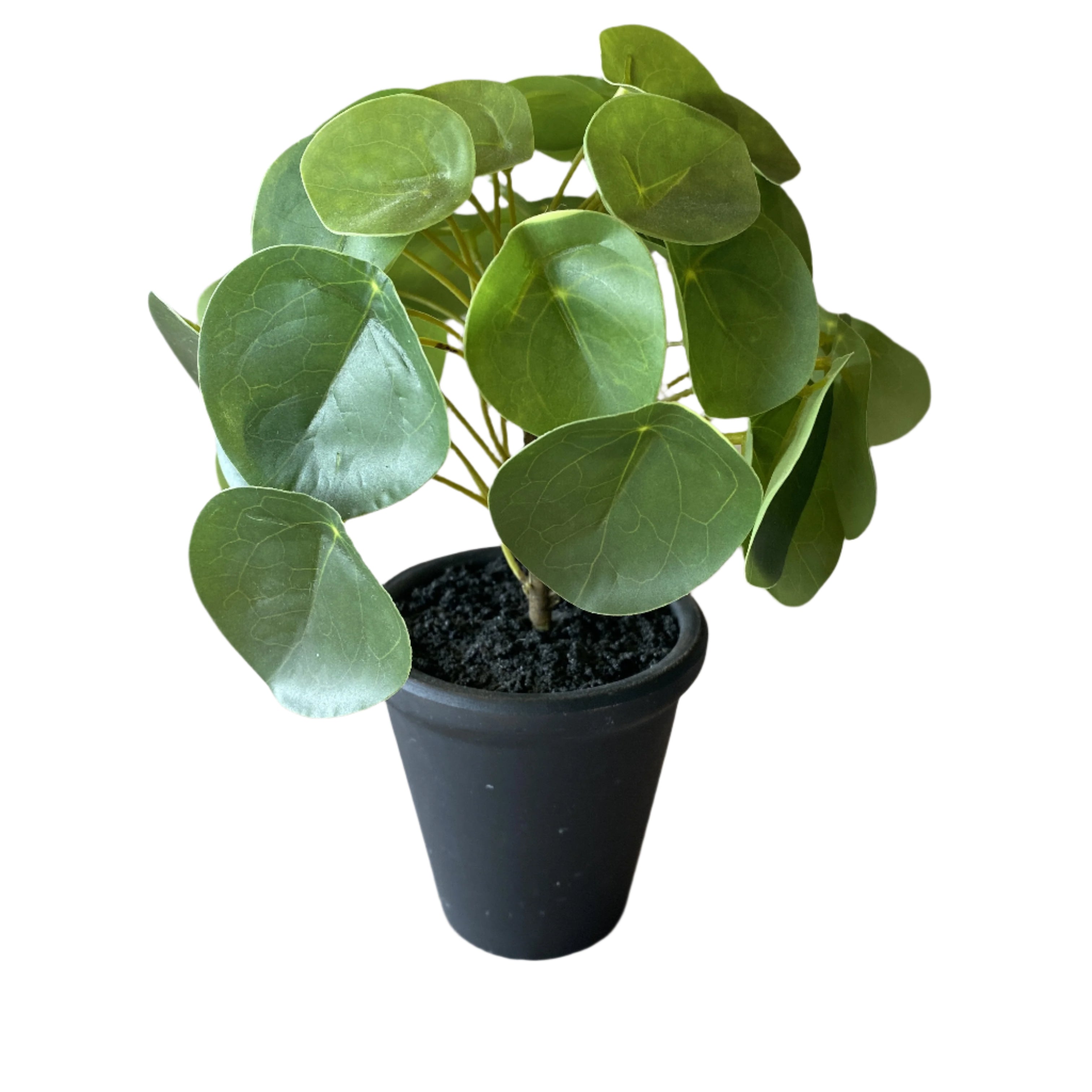 Faux Plant - Chinese Money Plant