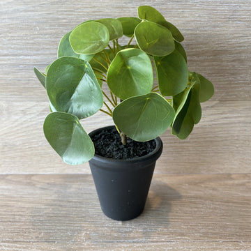 Faux Plant - Chinese Money Plant